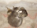 Андрій Клапків фотография #32 (источник - https://vk.com/id56670516)