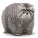 Свин ^_^ фотография #17 (источник - https://vk.com/id60082165)