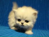 Ольга Селиванова фотография #30 (источник - https://vk.com/id878078)