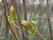 Мирослав Збірко фотография #38 (источник - https://vk.com/id87492158)