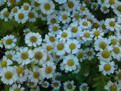 Фотография Трибунской Виктории