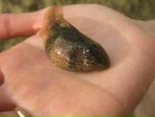 Фотография Гайнутдиновой Дарьи