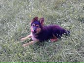 Міша Мостовий фотография #22 (источник - https://vk.com/id9774171)