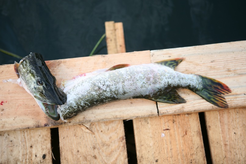 Андрей Курицын фотография #14