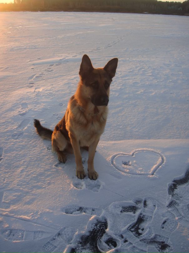 Delgado Shepherd фотография #7