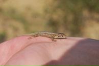 Юрій Нагорний фотография #41 (источник - https://vk.com/id19780900)