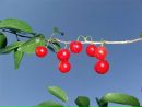 Cherry * фотография #1