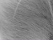 Baby Love фотография #4 (источник - https://vk.com/id4592574)