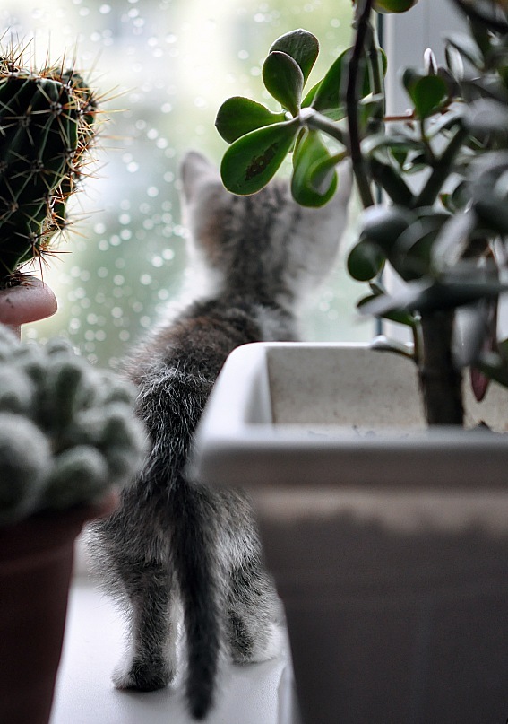 Andre Andre фотография #42