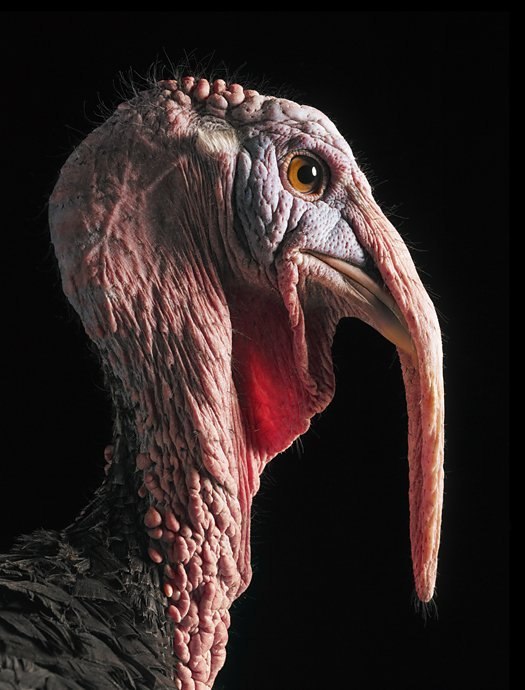 Дмитрий Дивин фотография #5