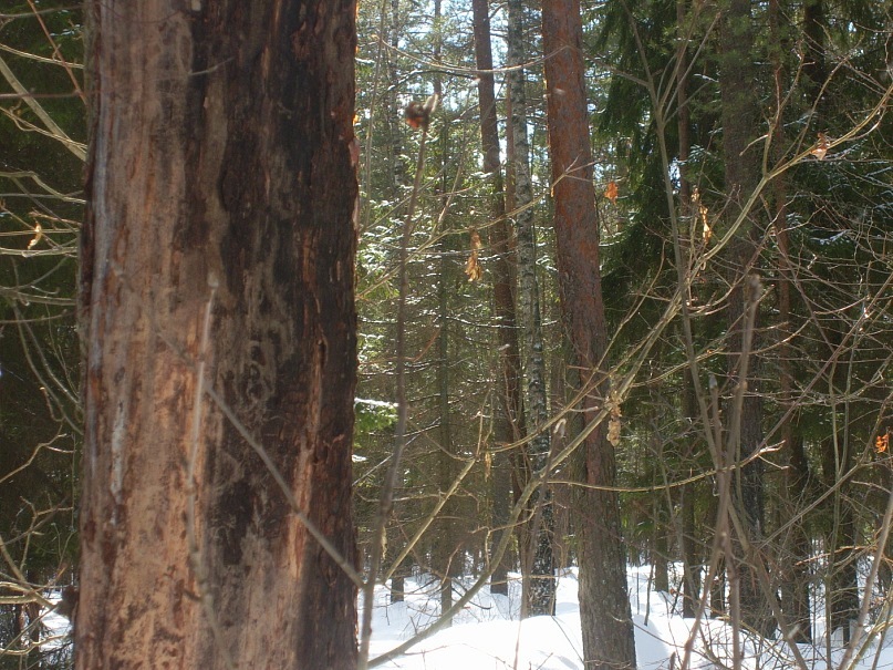 Иван Ганноченко фотография #32