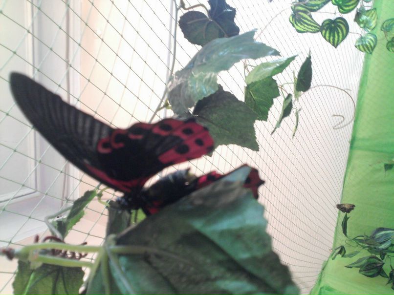 Катя Клименко фотография #24