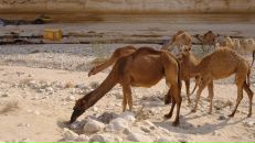 Олег Евсюков фотография #39 (источник - https://vk.com/id14283329)