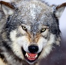 Ігор Швець фотография #6 (источник - https://vk.com/id27554465)