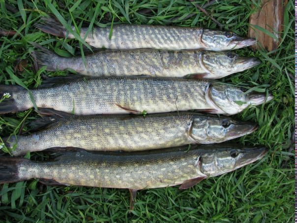 Игорь Дужик фото №10