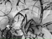 Софія Лиско фотография #5 (источник - https://vk.com/id59413954)