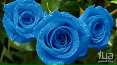 Люда Пасічна фотография #27 (источник - https://vk.com/id47055451)