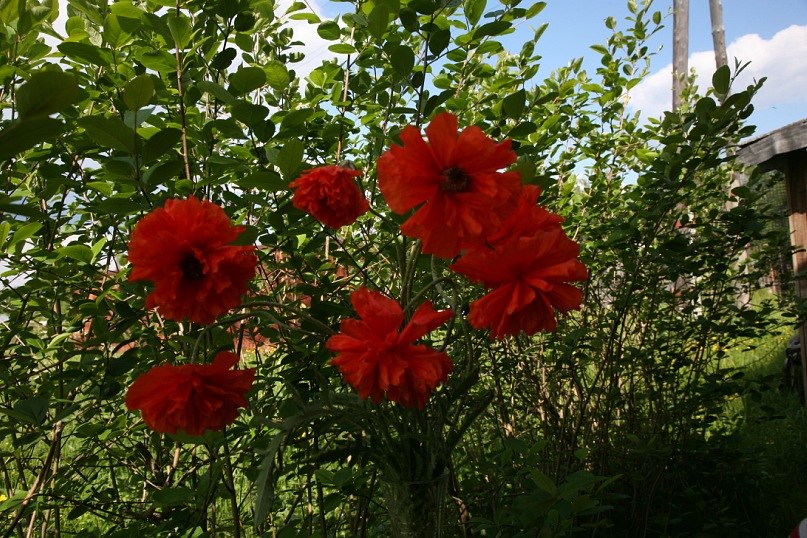 Елена Полеченко фотография #19