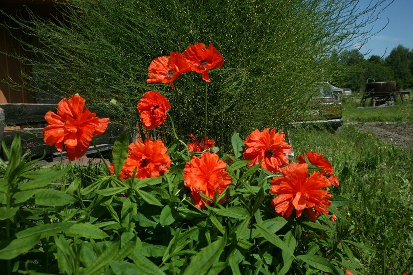 Елена Полеченко фотография #43