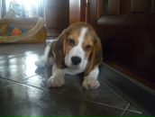 Фотография Бурков Игорь