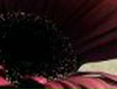 Ріта Бурачинська фотография #43 (источник - https://vk.com/id19294149)