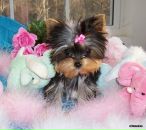 Фотография Солер Юлии