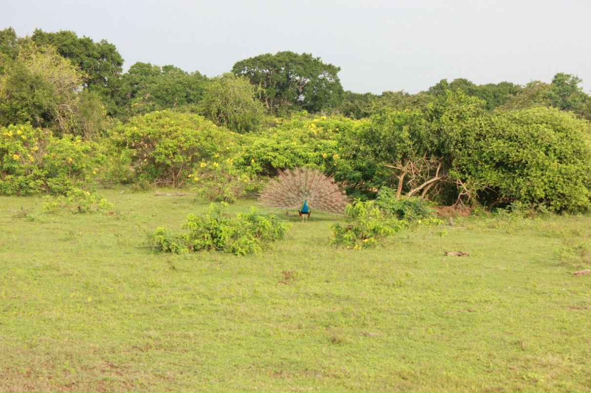 Кса На фотография #11