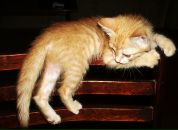 Фотография Никитиной Ксении