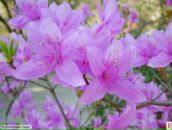 Дмитрий Дмитриев фотография #34 (источник - https://vk.com/id617304)