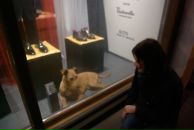 Julia Moiseeva фотография #31 (источник - https://vk.com/id1596969)