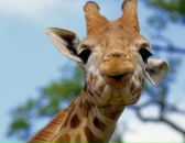 Фотография Komkova Натальи