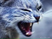 Андрій Кіт фотография #30 (источник - https://vk.com/id14183586)