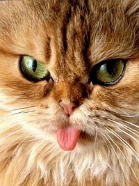 №7, Костя Давыдов, Киров №7, Костя Давыдов, Киров