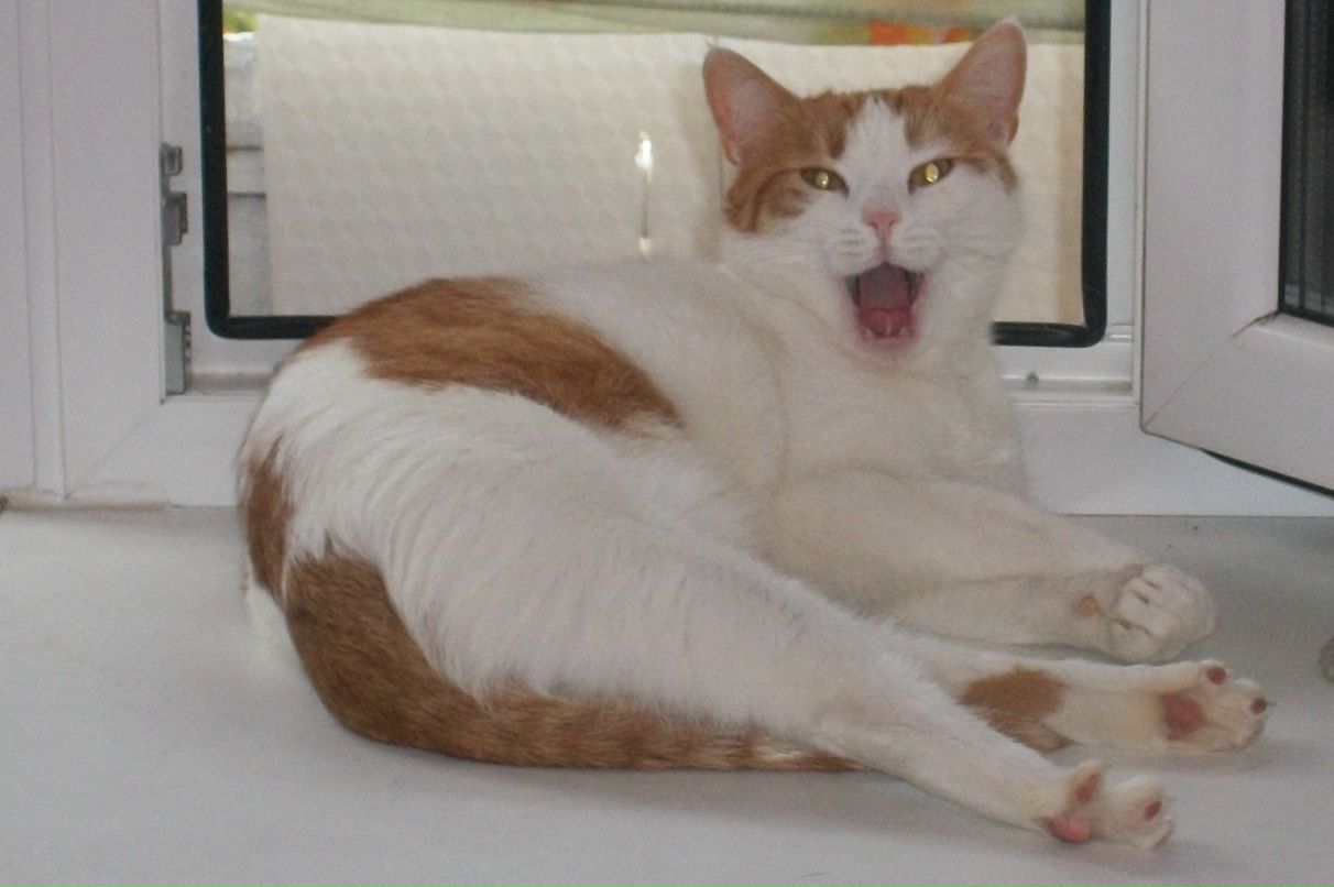 Оля Ларина фотография #37