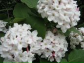 Юлія Парфеса фотография #25 (источник - https://vk.com/id6576639)