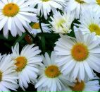 Фотография Исаевой Дарьи