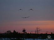 Фотография Томин Александр