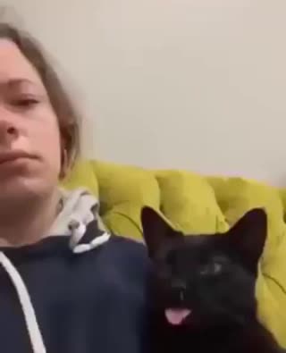 чихающий кот