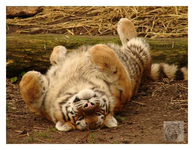 Дмитрий Шанин фотография #17