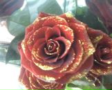 Фотография Кожевниковой Елены