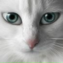 Фотография Кулиганов Павел