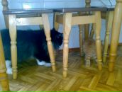 Алінка Дашкевич фотография #21 (источник - https://vk.com/id19480351)