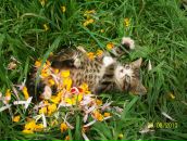 Іннуся Ануфрієва фотография #3 (источник - https://vk.com/id53040006)