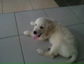 Ozn Ozy фотография #19 (источник - https://vk.com/id21552028)