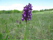 Юлія Родічева фотография #24 (источник - https://vk.com/id8162625)