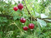 Галина Денисяк фотография #31 (источник - https://vk.com/id14262595)