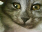 Фотография Грэй Елены