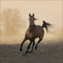 Олічка Нехаева фотография #33 (источник - https://vk.com/id84429717)