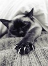 АлІнЧіК ThE BeSt фотография #44 (источник - https://vk.com/id59291845)
