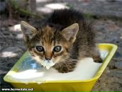 Фотография Коптева Олега